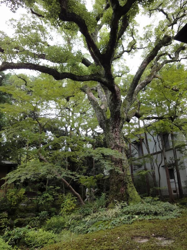 庭にひっそりと立つ樹木